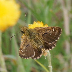 Atkinsia dominula at Tharwa, ACT - suppressed