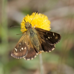 Atkinsia dominula at Tharwa, ACT - suppressed