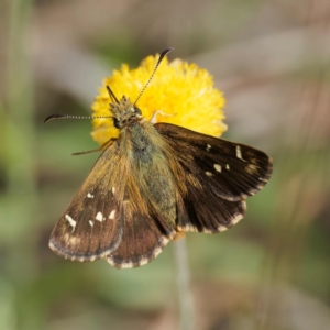 Atkinsia dominula at Tharwa, ACT - suppressed