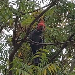 Callocephalon fimbriatum (Gang-gang Cockatoo) at Bruce Ridge to Gossan Hill - 15 Feb 2024 by wow511