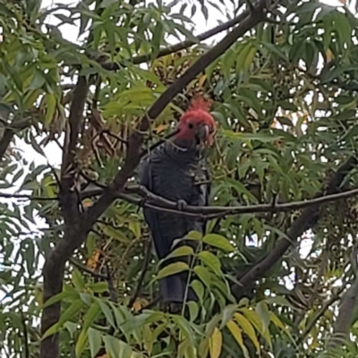 Callocephalon fimbriatum (Gang-gang Cockatoo) at Bruce, ACT - 14 Feb 2024 by wow511