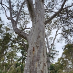 Eucalyptus rossii (Inland Scribbly Gum) at Kaleen, ACT - 15 Feb 2024 by Steve818