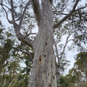 Eucalyptus rossii at Gungaderra Grasslands - 15 Feb 2024