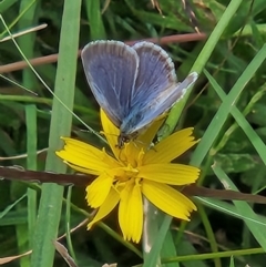 Zizina otis (Common Grass-Blue) at Tharwa Bridge - 15 Feb 2024 by sascha