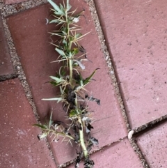 Xanthium spinosum (Bathurst Burr) at Gossan Hill - 14 Feb 2024 by KMcCue