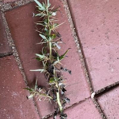 Xanthium spinosum (Bathurst Burr) at Bruce, ACT - 14 Feb 2024 by KMcCue