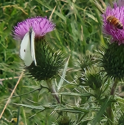 Pieris rapae (Cabbage White) at Tharwa, ACT - 15 Feb 2024 by sascha