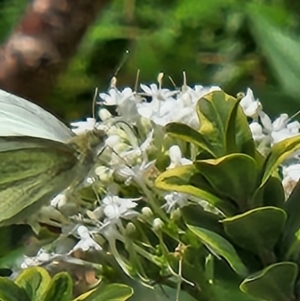 Pieris rapae at Tharwa, ACT - 15 Feb 2024 01:36 PM