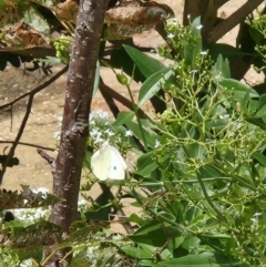 Pieris rapae at Tharwa, ACT - 15 Feb 2024 01:36 PM