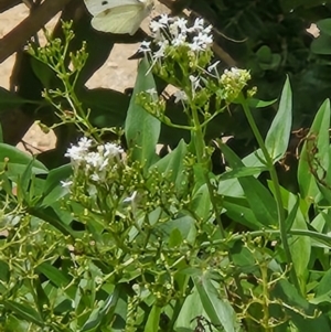 Pieris rapae at Tharwa, ACT - 15 Feb 2024 01:36 PM