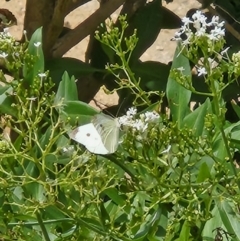 Pieris rapae at Tharwa, ACT - 15 Feb 2024 01:36 PM