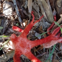 Clathrus archeri (Seastar Stinkhorn) at Dunlop, ACT - 9 Feb 2024 by johnpugh