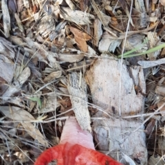 Clathrus archeri at Jarramlee Pond - suppressed