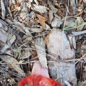 Clathrus archeri at Jarramlee Pond - 10 Feb 2024