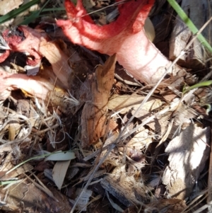 Clathrus archeri at Jarramlee Pond - suppressed