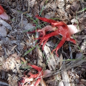 Clathrus archeri at Jarramlee Pond - suppressed