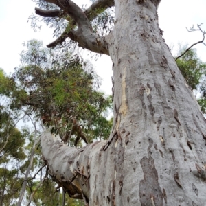 Eucalyptus mannifera subsp. mannifera at Gungaderra Grasslands - 15 Feb 2024