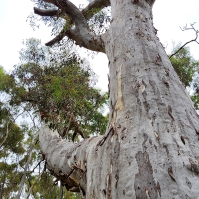 Eucalyptus mannifera subsp. mannifera (Brittle Gum) at Gungaderra Grasslands - 15 Feb 2024 by Steve818