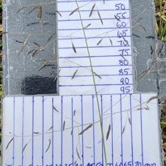 Eragrostis curvula (African Lovegrass) at Crace, ACT - 15 Feb 2024 by Steve818