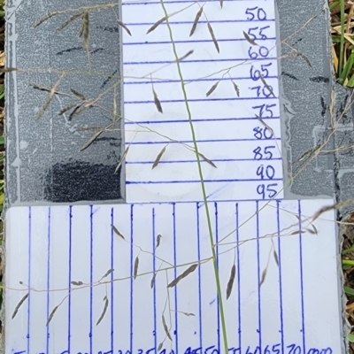 Eragrostis curvula (African Lovegrass) at Gungaderra Grasslands - 15 Feb 2024 by Steve818