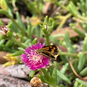 Ocybadistes walkeri at Torrens, ACT - 13 Feb 2024