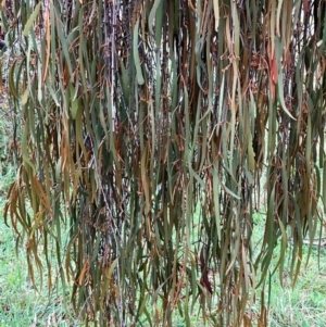 Amyema pendula subsp. pendula at Hall, ACT - 14 Feb 2024