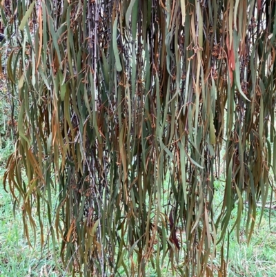 Amyema pendula subsp. pendula (Drooping Mistletoe) at Hall, ACT - 14 Feb 2024 by strigo