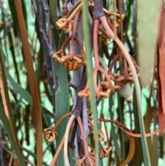 Amyema pendula subsp. pendula at Hall, ACT - 14 Feb 2024