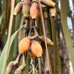 Amyema pendula subsp. pendula at Hall, ACT - 14 Feb 2024