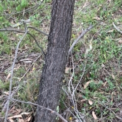 Allocasuarina verticillata (Drooping Sheoak) at Hall, ACT - 13 Feb 2024 by strigo