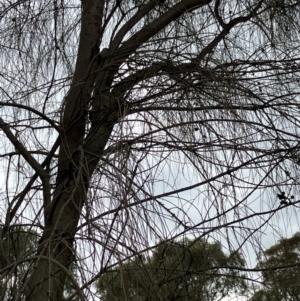 Allocasuarina verticillata at Hall, ACT - 14 Feb 2024