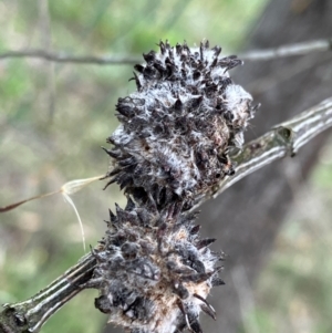 Allocasuarina verticillata at Hall, ACT - 14 Feb 2024