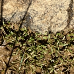 Glossostigma sp. (A Mud-mat) at Hall, ACT - 12 Feb 2024 by strigo