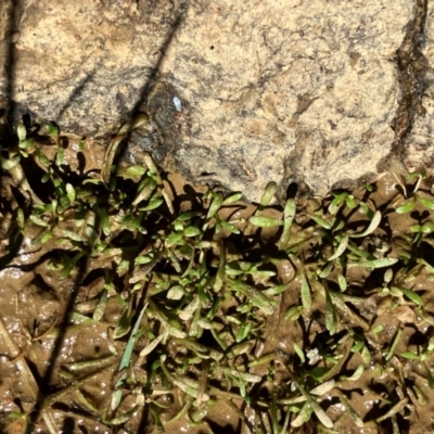 Glossostigma sp. (A Mud-mat) at Hall, ACT - 12 Feb 2024 by strigo