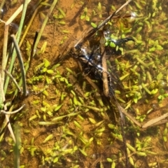 Glossostigma sp. at suppressed - suppressed