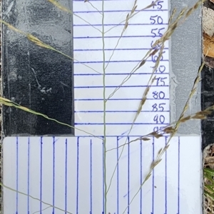 Eragrostis curvula at Bruce Ridge to Gossan Hill - 15 Feb 2024