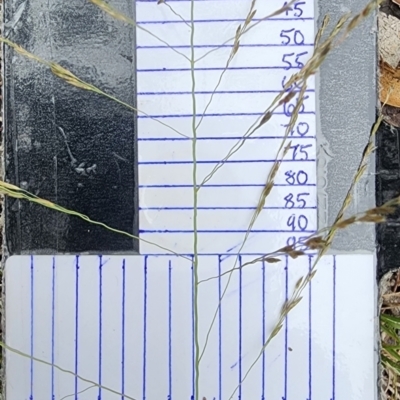 Eragrostis curvula (African Lovegrass) at Bruce, ACT - 15 Feb 2024 by Steve818