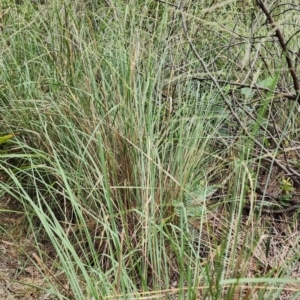 Eragrostis curvula at Bruce Ridge to Gossan Hill - 15 Feb 2024