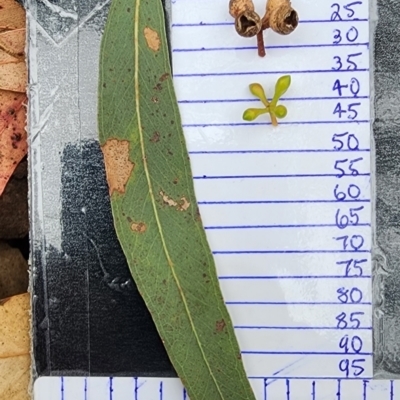 Eucalyptus mannifera subsp. mannifera (Brittle Gum) at Bruce, ACT - 15 Feb 2024 by Steve818