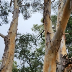 Eucalyptus mannifera subsp. mannifera at Bruce Ridge to Gossan Hill - 15 Feb 2024 03:56 PM