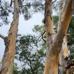 Eucalyptus mannifera subsp. mannifera at Bruce Ridge to Gossan Hill - 15 Feb 2024