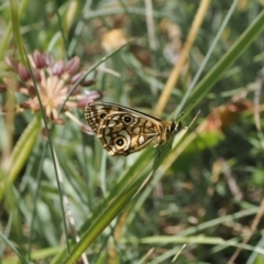 Oreixenica lathoniella at Namadgi National Park - 13 Feb 2024