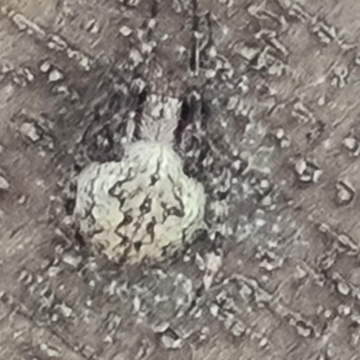 Unverified Spider at Adelaide, SA - 15 Feb 2024 by Mike