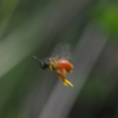 Exoneura sp. (genus) (A reed bee) at Namadgi National Park - 13 Feb 2024 by RAllen