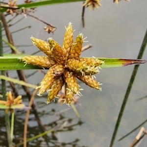 Schoenoplectiella mucronata at Bruce Ridge to Gossan Hill - 15 Feb 2024