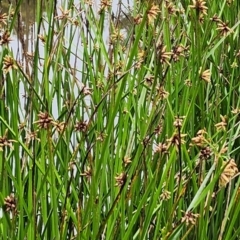 Schoenoplectiella mucronata at Bruce Ridge to Gossan Hill - 15 Feb 2024