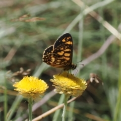 Oreixenica lathoniella (Silver Xenica) at Namadgi National Park - 13 Feb 2024 by RAllen