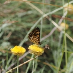 Oreixenica lathoniella at Namadgi National Park - 13 Feb 2024
