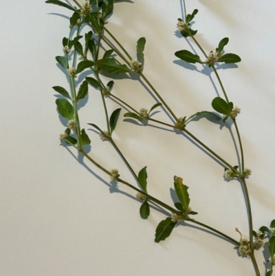 Gomphrena celosioides (Gomphrena Weed) at FMC500: Bragg St Swales - 15 Feb 2024 by cmobbs