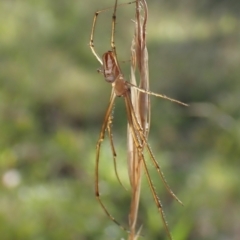 Leucauge dromedaria (Silver dromedary spider) at Cook, ACT - 12 Feb 2024 by CathB